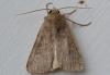 Xestia xanthographa
